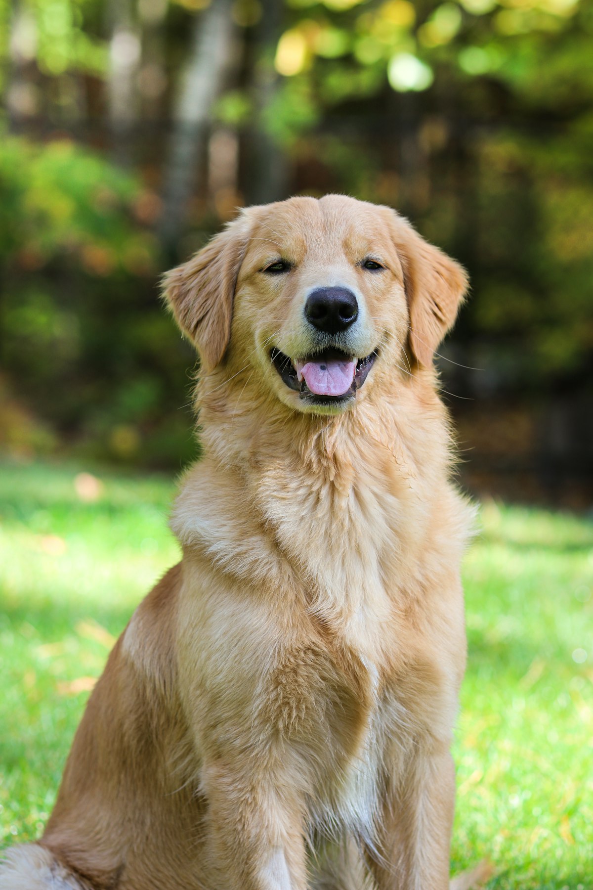 Biscuit, a golden retriever, sitting in the grass